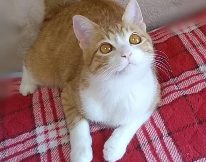 出所：@mero627puri914