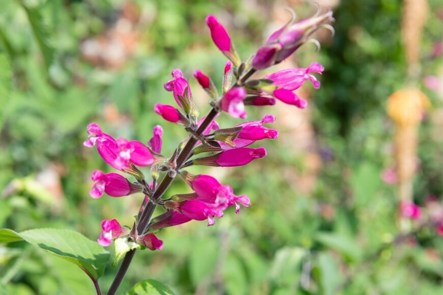 Tom Meaker/shutterstock.com