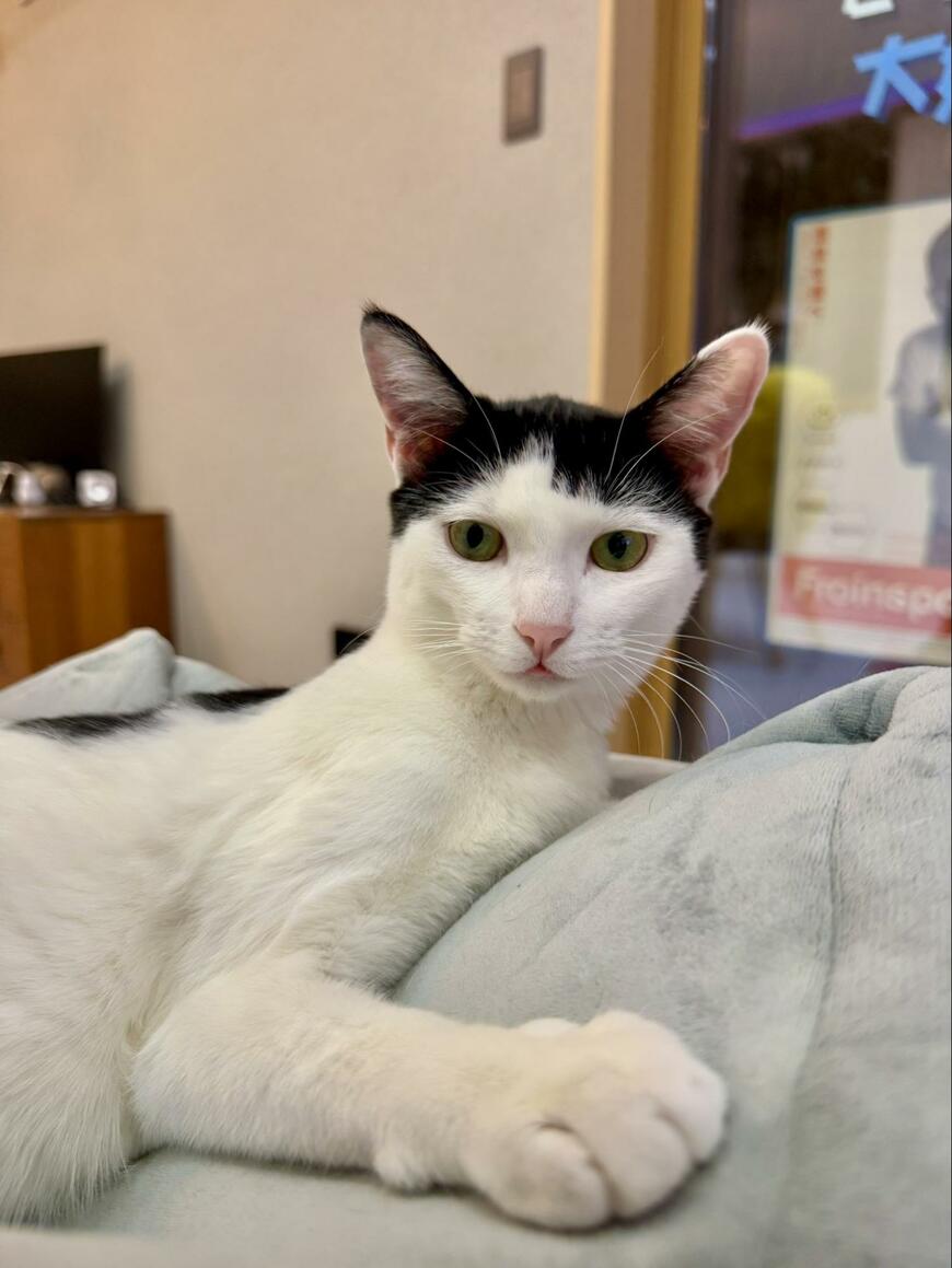 GWだけどいつもと変わらないと宣言する猫ちゃん　キリッとした表情の猫ちゃんについアテレコ