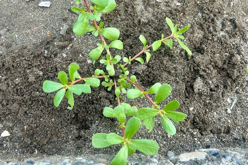 「正直、美味いw」野菜屋が「よく見る雑草」を食べてみた結果… 意外な感想にSNSで注目殺到