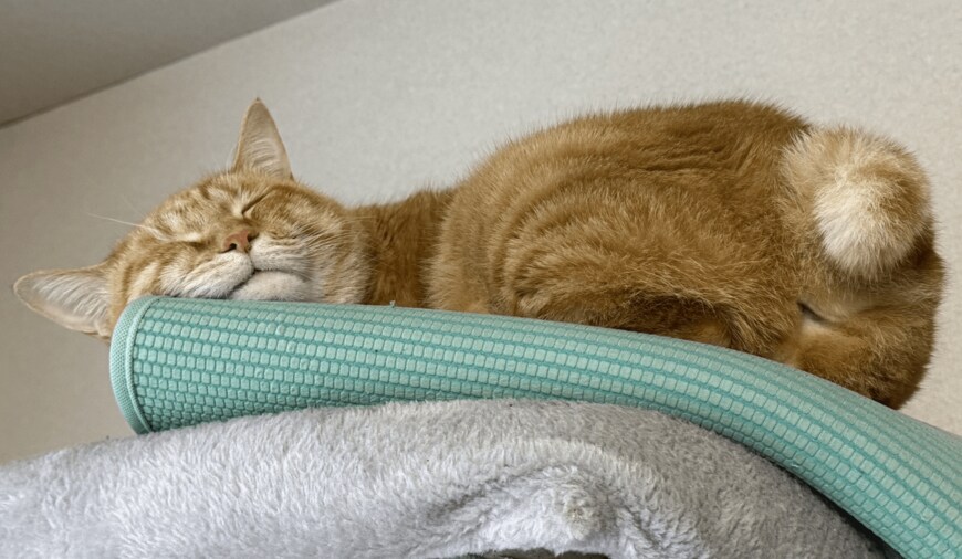 出所：@Beercat_Ana_Dar