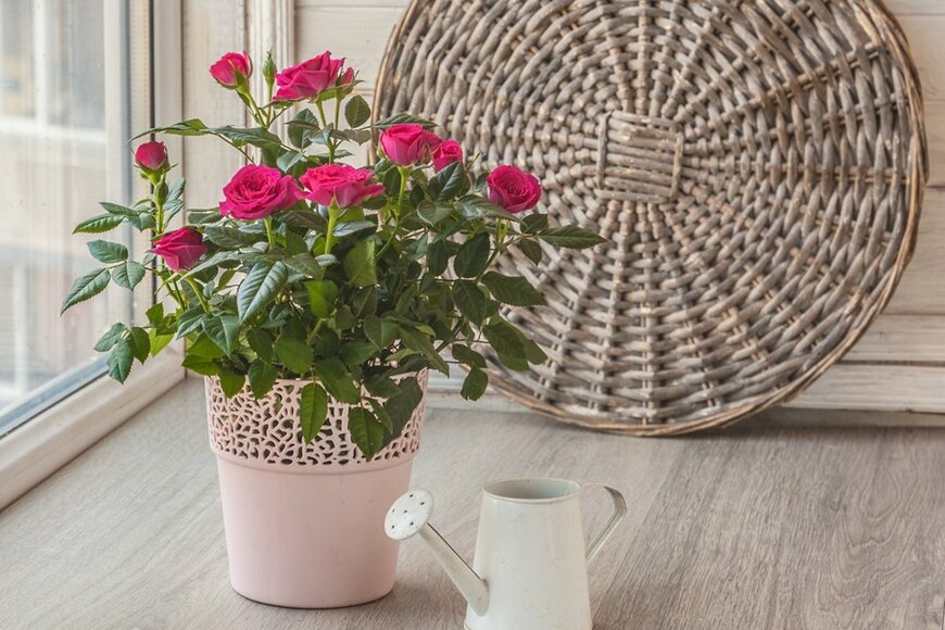 Sarycheva Olesia/shutterstock.com