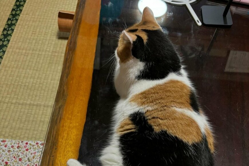 机に座る猫を正面から見ると…逆さ富士ならぬ「逆さミケ」が美しすぎた