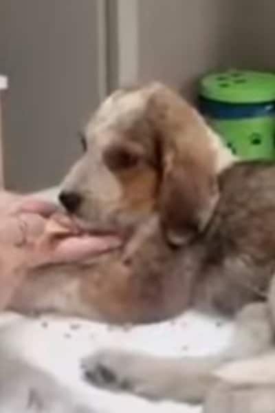 出所：@<u><a href="https://www.instagram.com/greekanimalrescue/p/DZZMpxsFB6M/" target="_blank">greekanimalrescue</a></u>