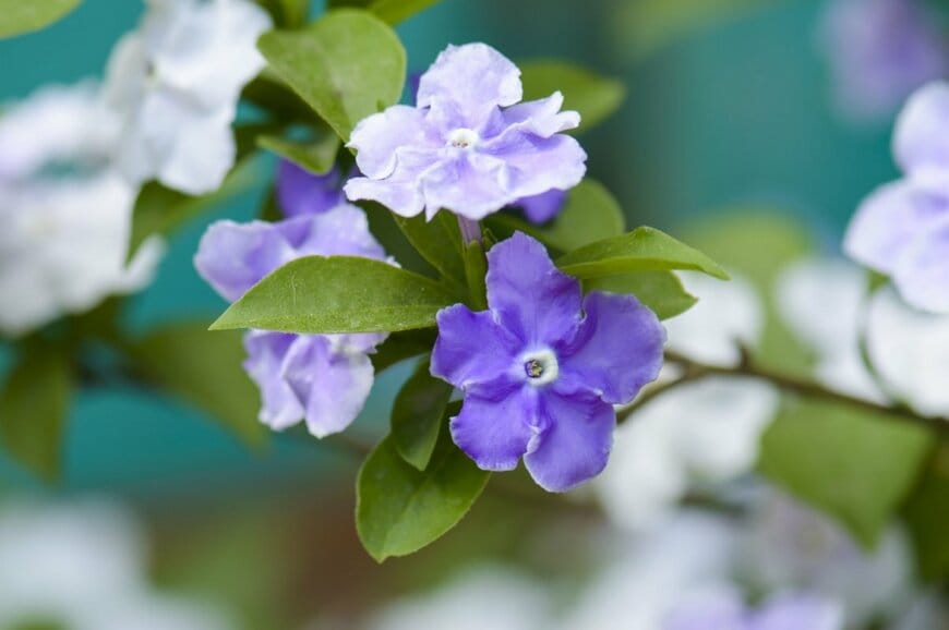 初夏の玄関先に植えたい「主役級の低木」3選。美しい釣り鐘型の花、ふわふわ花穂が優しい花、よい香りと色の変化を楽しめる花…