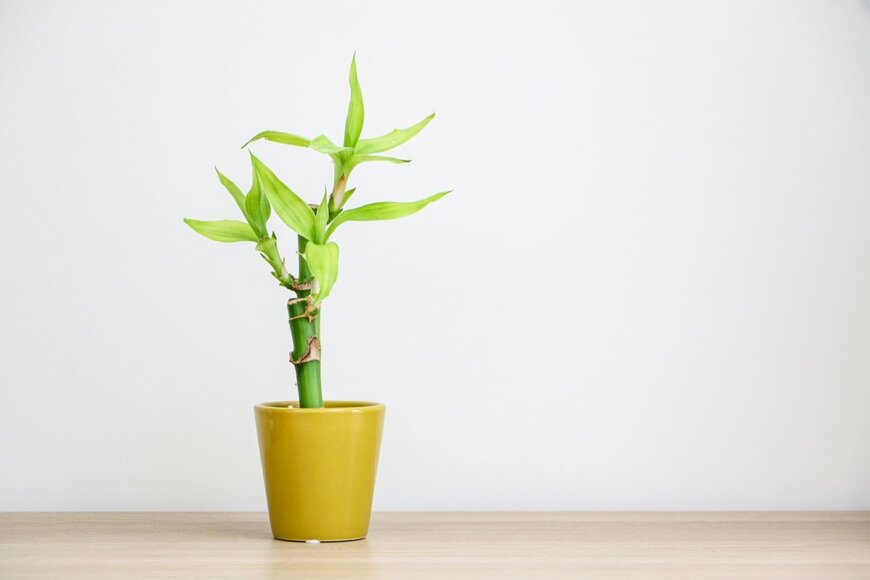 Adam Yee/shutterstock.com