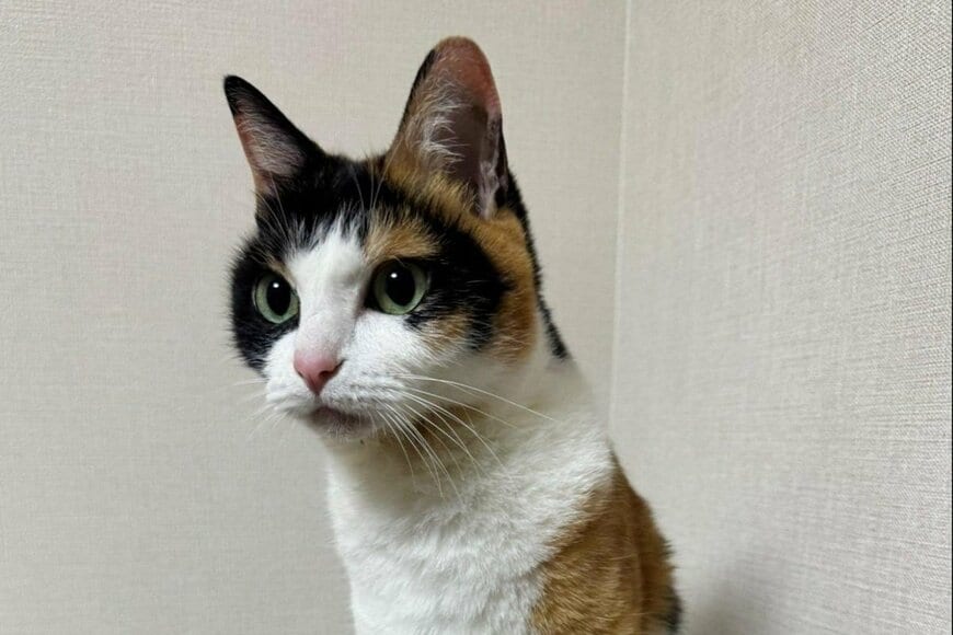 キリっとした表情が魅力の美猫ちゃん→眠る姿を撮影すると「普段とのギャップ」に思わずキュン