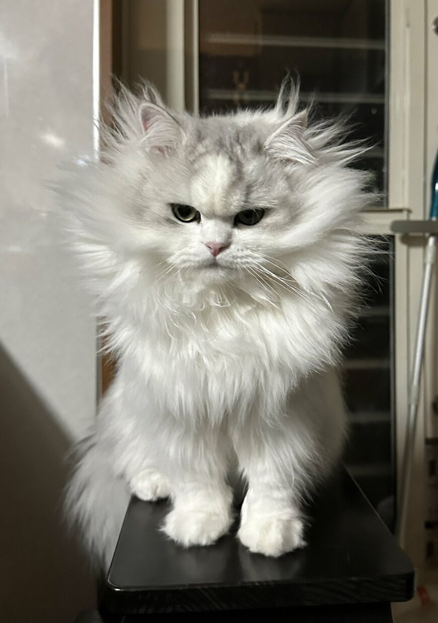 出所：@NEKOLAND13