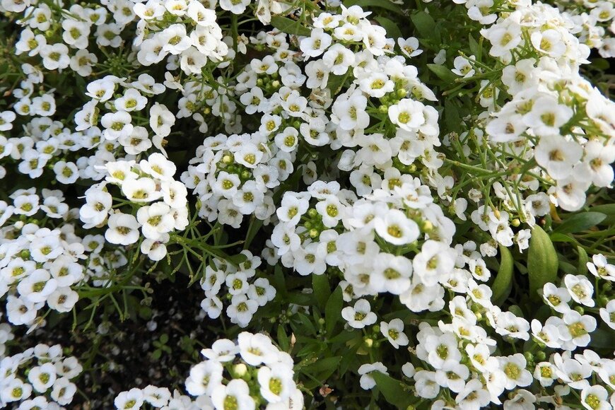 Chiemi Kumitani/istockphoto.com