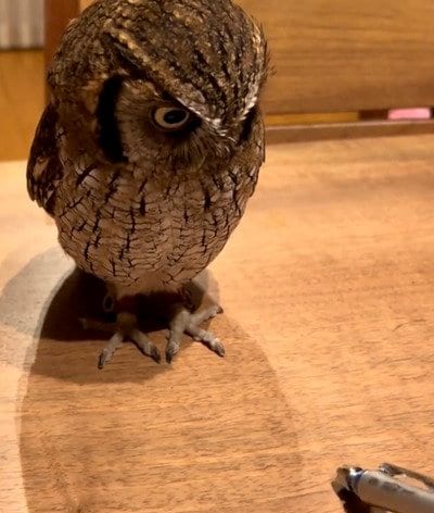 【ペンとフクロウ】まるで猫じゃらし！？上下左右に動くペンを目で追うフクロウの様子が可愛すぎる！「可愛い！」の声続々