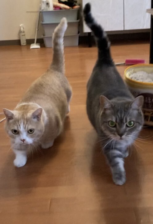 出所：@nekotansoku