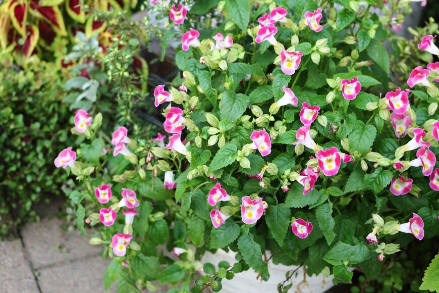 Yayuyu210615/Shutterstock.com