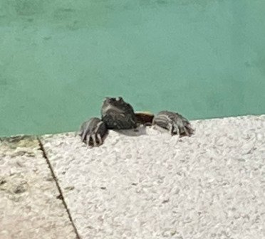 出所：@umigame_kouen