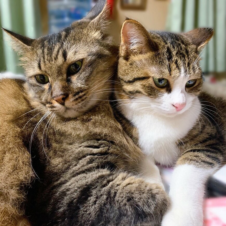 出所：@hachi_mi08