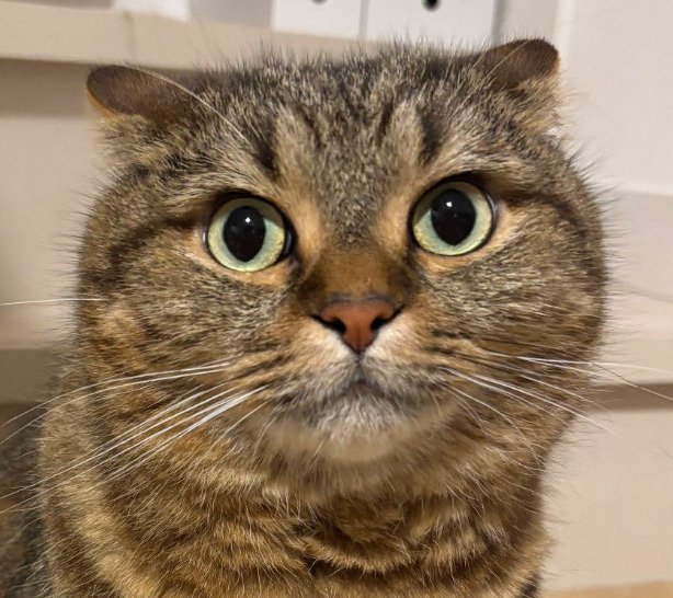 出所：@donguri_manchi