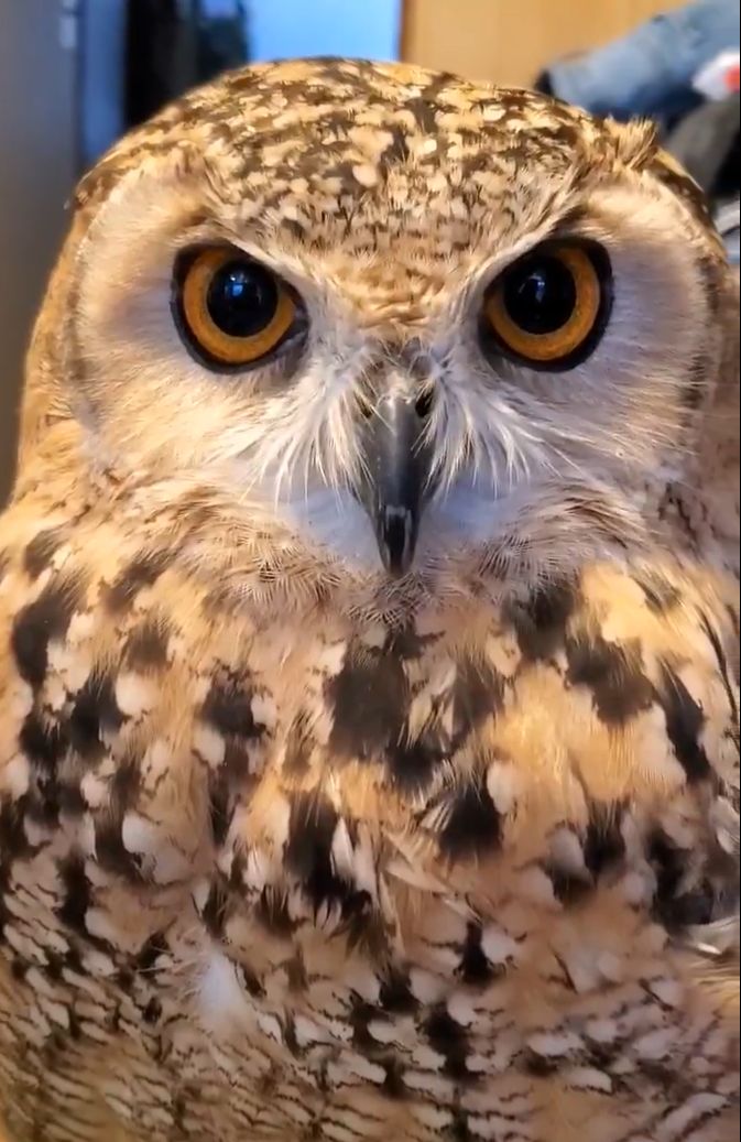 【飼い主さんと戯れるフクロウ】強い絆で結ばれる関係に「いいね！」が殺到！思わずほっこりする人が続出！