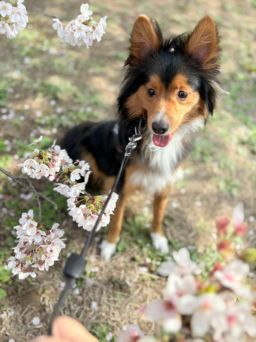 旅行中「愛犬がトレーナーの家」にお泊まり　送られてきた「リラックス姿」に笑ってしまう