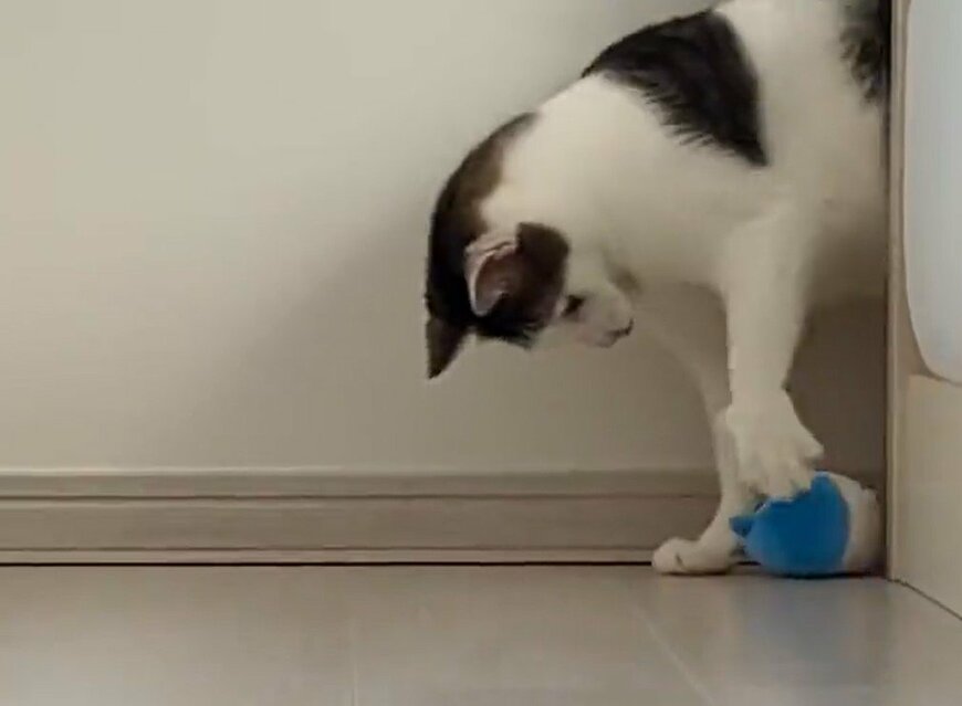 出所：@Saeroyi_cat