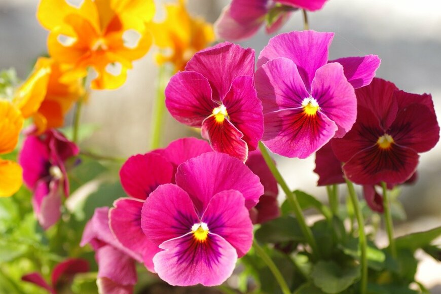 【ガーデニング】冬の庭がときめく「ロマンティックな花」おすすめ7選
