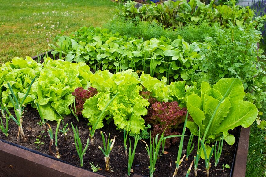 【夏に収穫できる野菜オススメ5選】葉物野菜ならプランターで育てやすい！気軽に収穫できてコスパよし