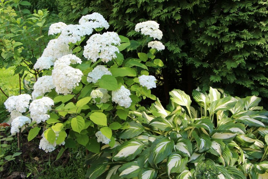【ガーデニング】グリーンとホワイトのコントラストが美しい！初夏のガーデンにオススメの植物8選