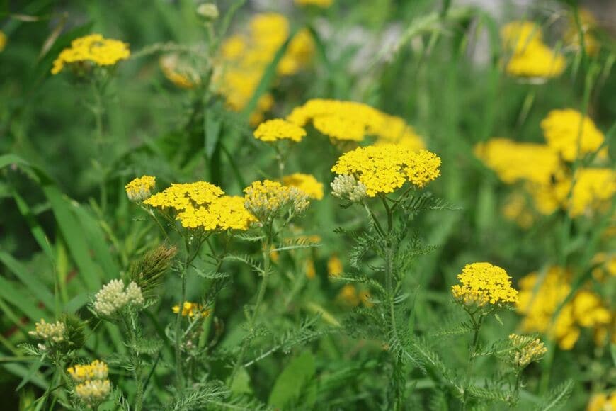 カラフルな小花がキュートな「アキレア」
