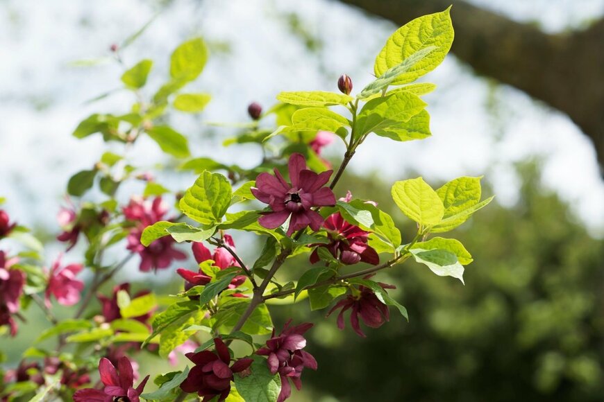 クロバナロウバイの花。色は濃い赤。