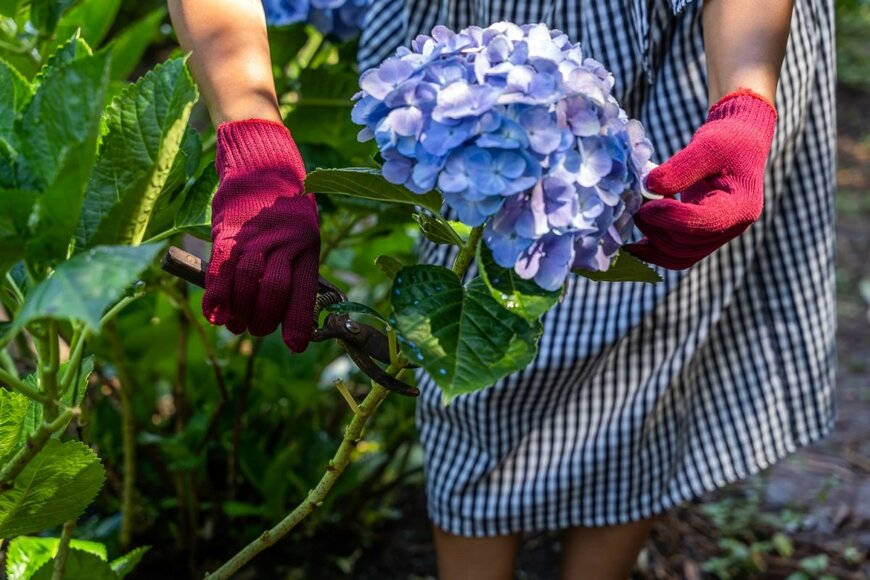 青いアジサイの花を剪定している