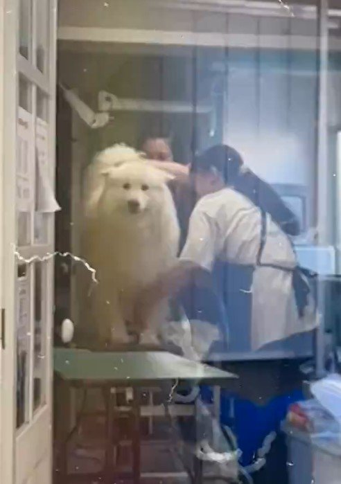 ドライヤーをかけてもらっている犬