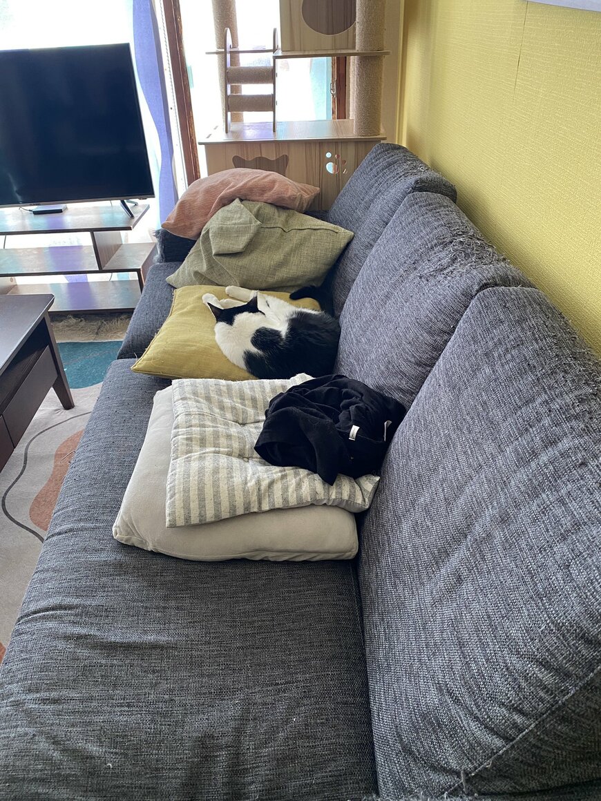 猫だと思ったら違ったシャツ