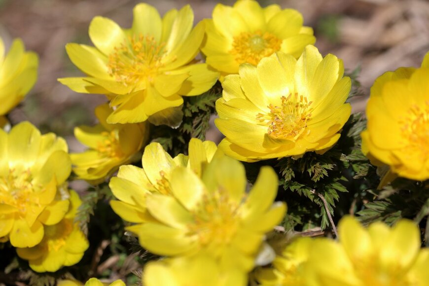 福寿草と書くフクシュゾウ。花色はイエロー。