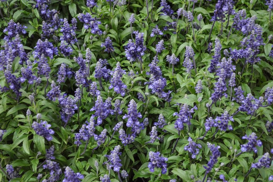 コモンセージの紫の花が群生している。