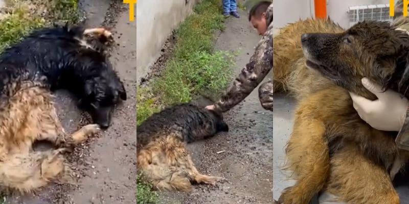 雨のなかで倒れていた犬と救助の様子