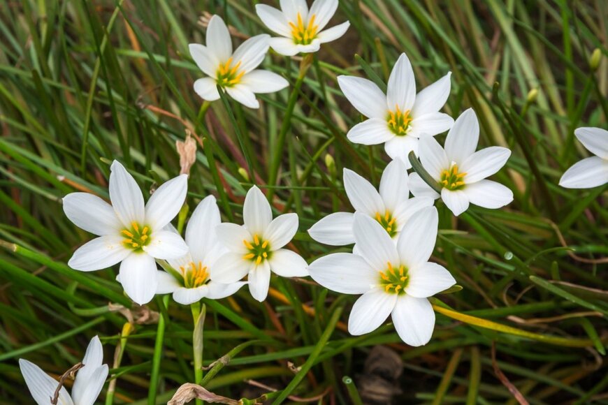 ゼフィランサスの花。色は白