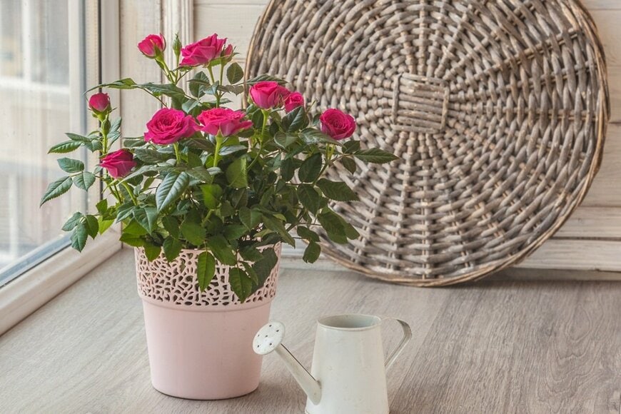 赤い花を咲かせている鉢植えのバラ。植木鉢の横にはじょうろ