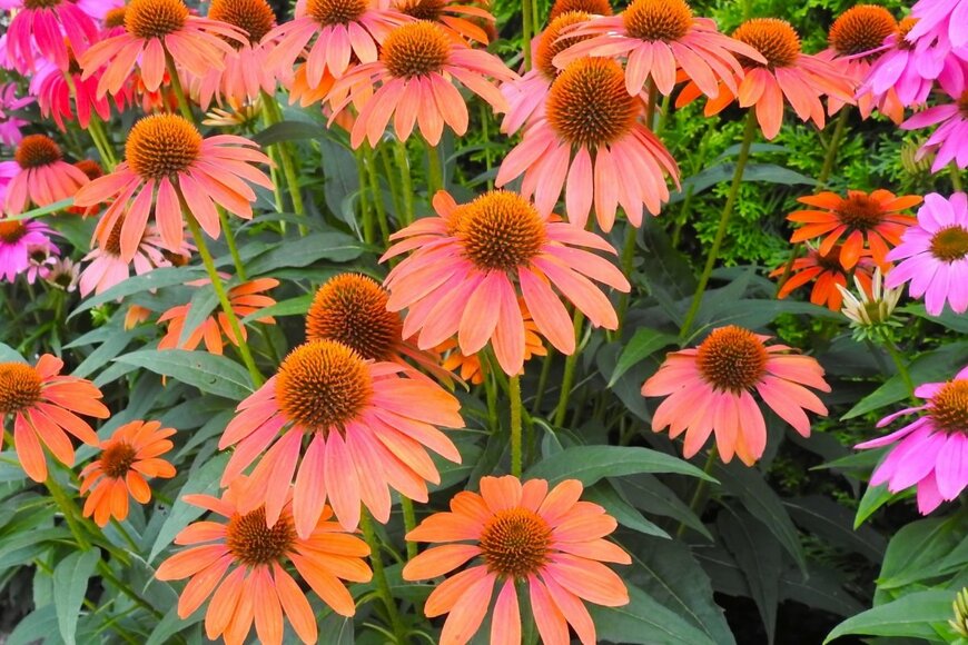 オレンジ色のエキナセアの花