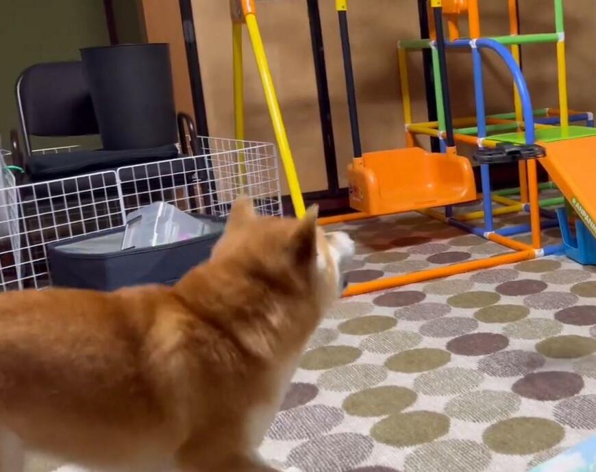 ドローンを見る犬