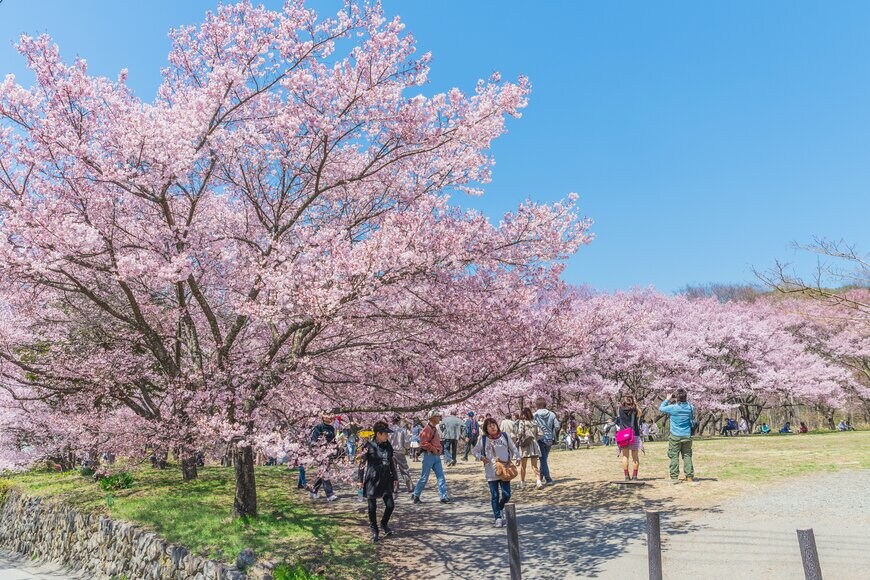 さくら名所百選にも選ばれた公園