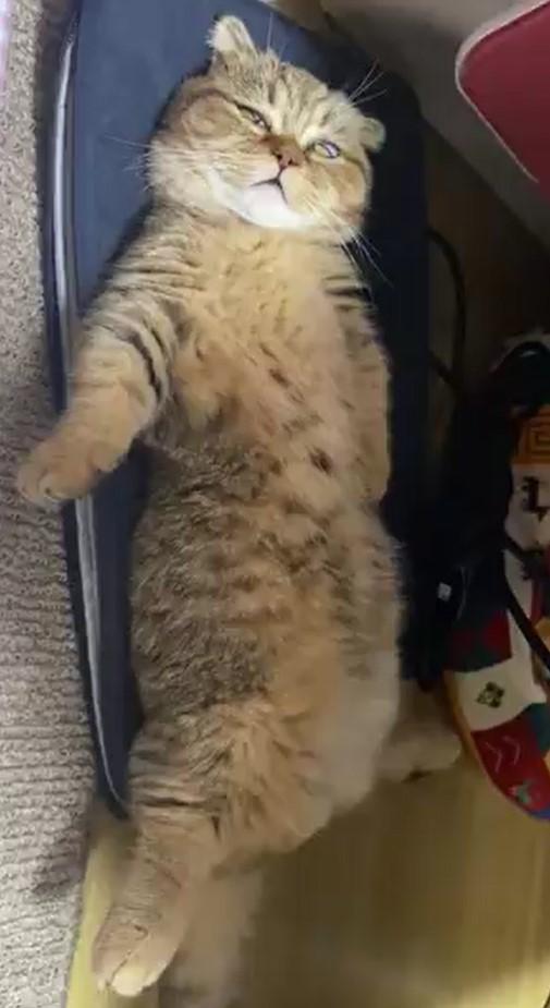 ヘソ天で寝る猫