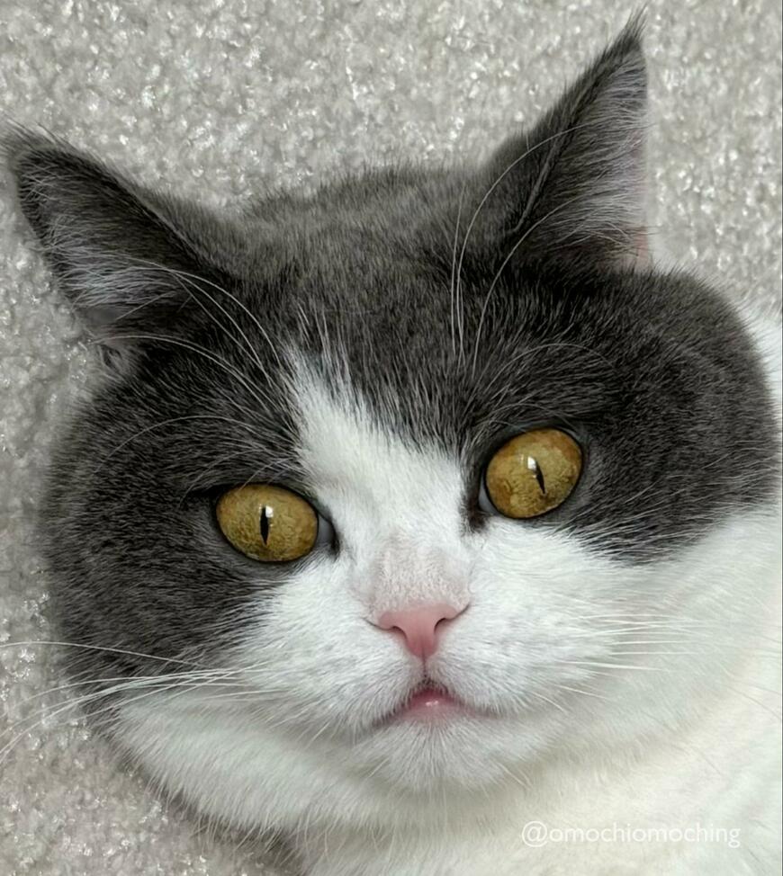 瞳孔が開いた猫