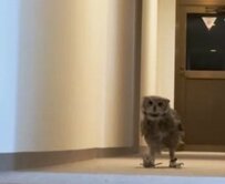 【フクロウ様のおな～り～】「えっさ」「ほいさ」元気よく走ってくるフクロウさんに全視聴者ほっこり