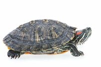 「一皮剥ける」カメに思わず二度見　まさかの光景に「初めて見た」「興味深いことを知った」