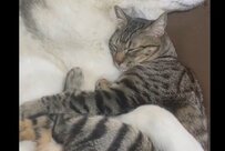 保護猫「離さニャイ！」ママ犬との愛に満ちた寝姿に3万いいね