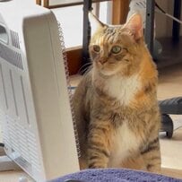 「ヒーターの電源OFF」気づいた猫が最終的にとった＜賢い行動＞が話題