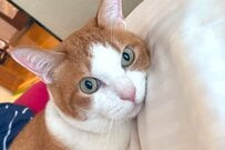 猫ちゃんの「添い寝姿」に思わず二度見　人間のような寝相に笑ってしまう