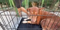 「頑張れ、Bro。一歩ずつ」深い恐怖と向き合う保護犬、脱感作プログラムでの前進に反響