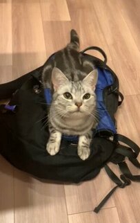 リュックを独占する猫さん　直後に見せたまさかの振る舞いに3.9万いいね