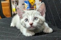 真っ白だった子猫の「約2年半後の姿」に思わず目を疑う　まさかの変化に「同じ猫ちゃん？」
