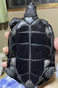 4年間のダイエットに成功したカメ　努力がうかがえるビフォーアフターに「継続は力なりですね」