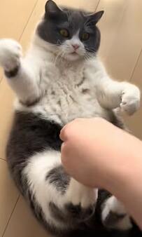 【まるでお餅のようなお腹】飼い主さんと猫ちゃんの”ナイスコンビ”にTikTokユーザー悶絶！